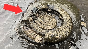 Unearthing Prehistoric Secrets: Fossil Hunting on the Beach!