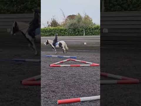 What An Amazing Pony She Is 