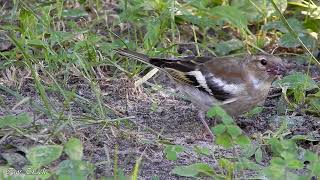 Молодняк зяблика / Young Chaffinch