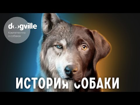 ИСТОРИЯ СОБАКИ ЗА 34 МИНУТЫ — Видеолекция