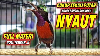 KONIN GACOR FULL MATERI ISIAN TEMBAKAN CILILIN MEWAH !! PANCINGAN KOLIBRI NINJA CEPAT BUNYI EMOSI