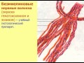Нервная ткань-2. Видеолекция С.М.Зиматкин (10)