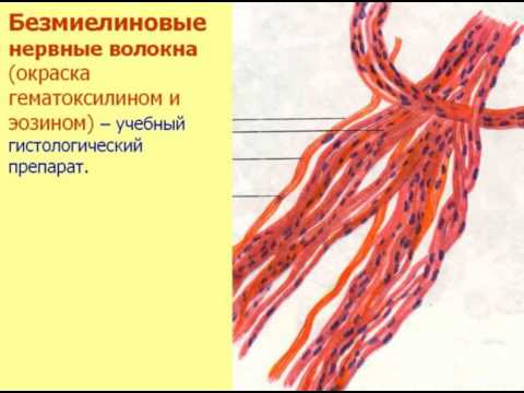 Нервная ткань-2. Видеолекция С.М.Зиматкин (10)