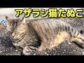 お腹ぽっちゃりキジトラアザラシ猫たぬこちゃんをなでなで😸（野良猫•地域猫）🐈