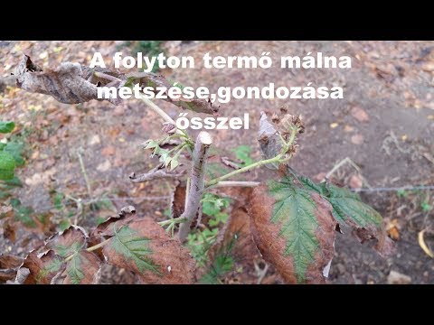 Videó: Málnafa Termesztése (22 Fotó): ősszel Történő ültetés, Gondozás és Szaporítás. Fa Málna Metszése Télen A Szabadban