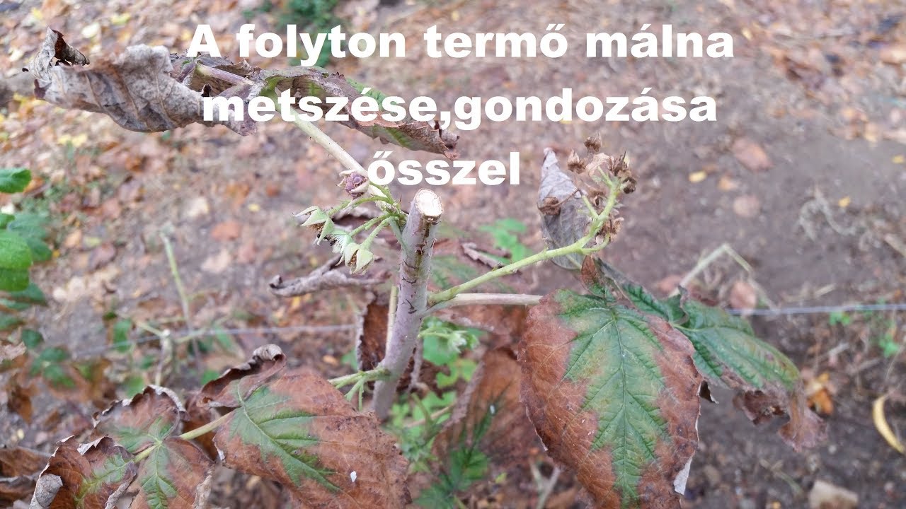 hogyan kell kezelni a málnát parazitáktól