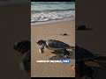 🐢 Baby Sea Turtles' First Journey to the Ocean | Heartwarming Nature Documentary