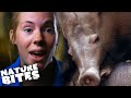 Zookeepers one of a kind aardvark experience  the secret life of the zoo  nature bites