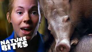 Zookeeper's One of a Kind Aardvark Experience | The Secret Life of the Zoo | Nature Bites