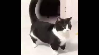 Distorted cat