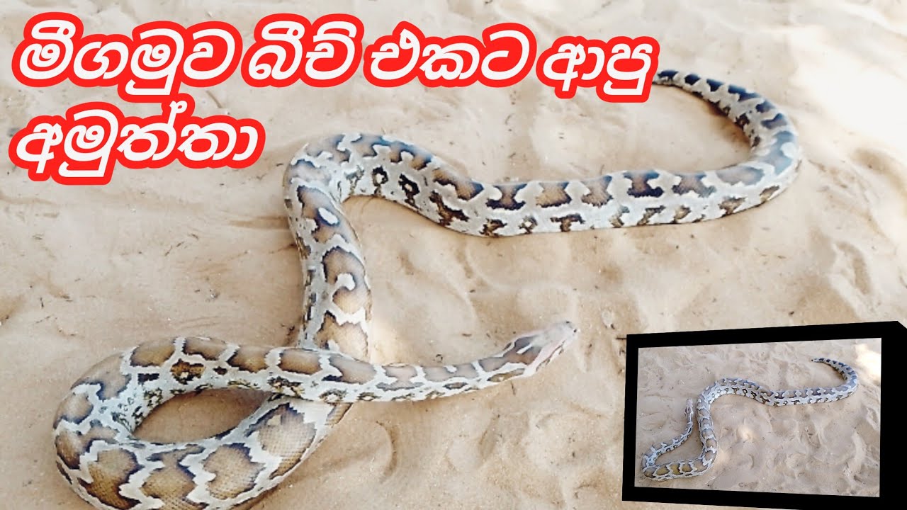 big-snake-in-the-beach-youtube