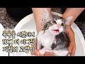 목욕을 시켰더니 10배 더 이뻐진 기적의 고양이