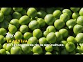 La arveja: Un tesoro verde de la agricultura- TvAgro por Juan Gonzalo Angel