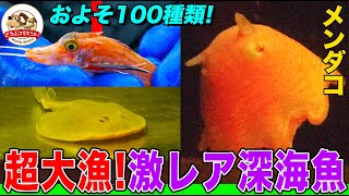 【超貴重】駿河湾で深海の底をさらったら大漁深海のアイドル「メンダコ」、電撃エイ、世界最大のカニ、あの高級魚など100種類以上獲れました 【どうぶつ奇想天外WAKUWAKU】