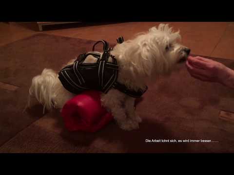 Video: Lähmung Aufgrund Einer Rückenmarksverletzung Bei Hunden