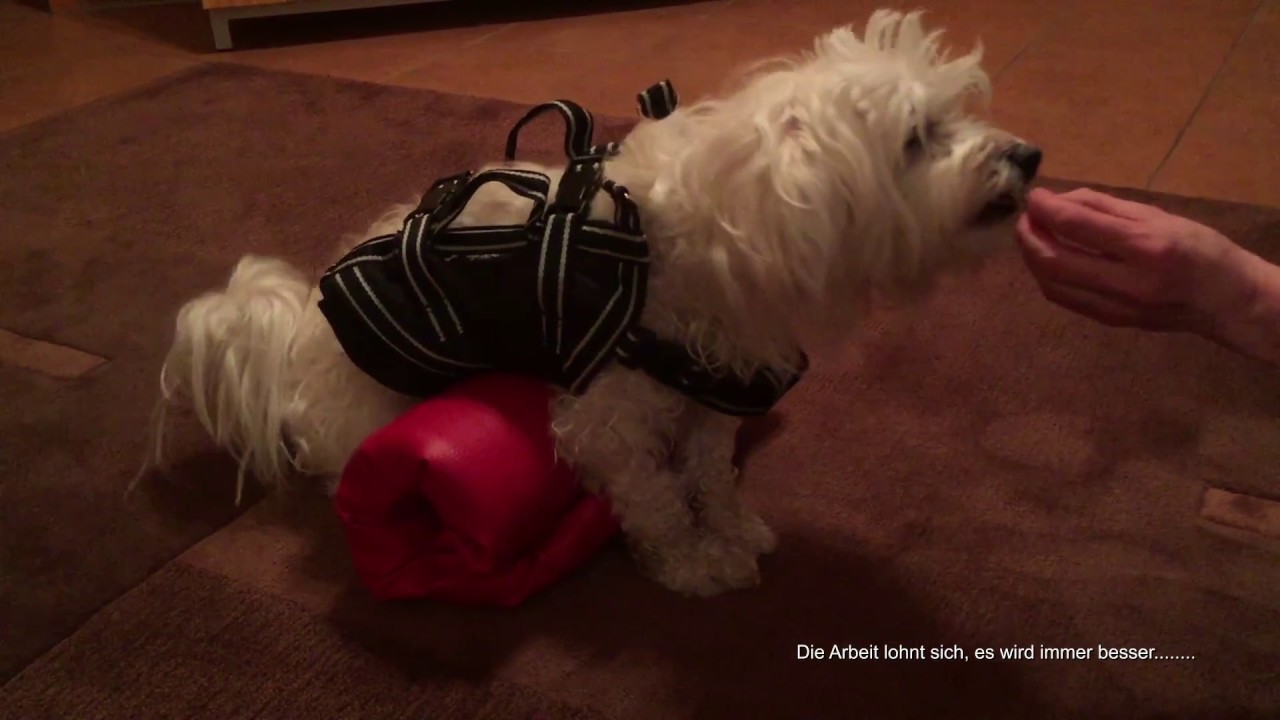 Polyradikulitis, Nervenentzündung, Lähmungen