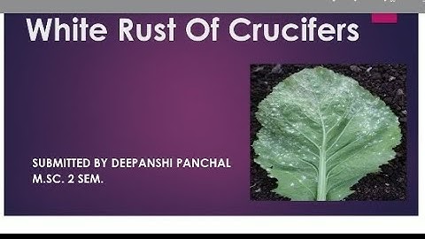 White Rust of Crucifers☘️☘️. by Deepanshi Panchal.   #plantdisease #medicalstudent  #botany