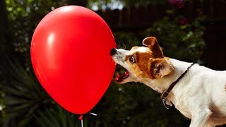 Jack Russell Like Biting And Playing With Balloons- Cute Dog Videos by Lisa Hudberman 305 views 5 years ago 3 minutes, 52 seconds