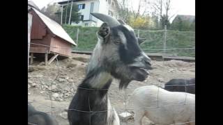 Ultimate Funny Goat Compilation 1