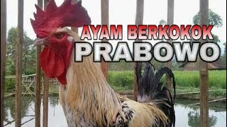 VIRAL ! 2014 AYAM BERKOKOK JOKOWI TAPI SEKARANG AYAM BERKOKOK NAMA PAK PRABOWO