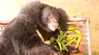 This is how moon bears make friends