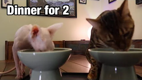 Watch the video about Dinner Time! Watch This Sphynx & Bengal Cat Feast Together 😻🍽️