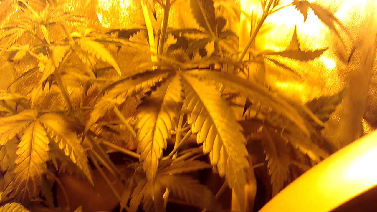 250w hps grow late veg early flower