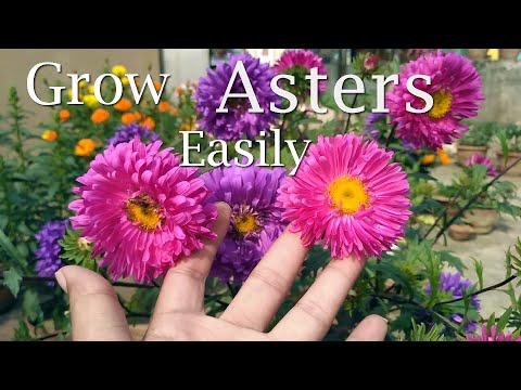 How to Grow Asters || Aster plant care|| এ্যাস্টার || एस्टर ||