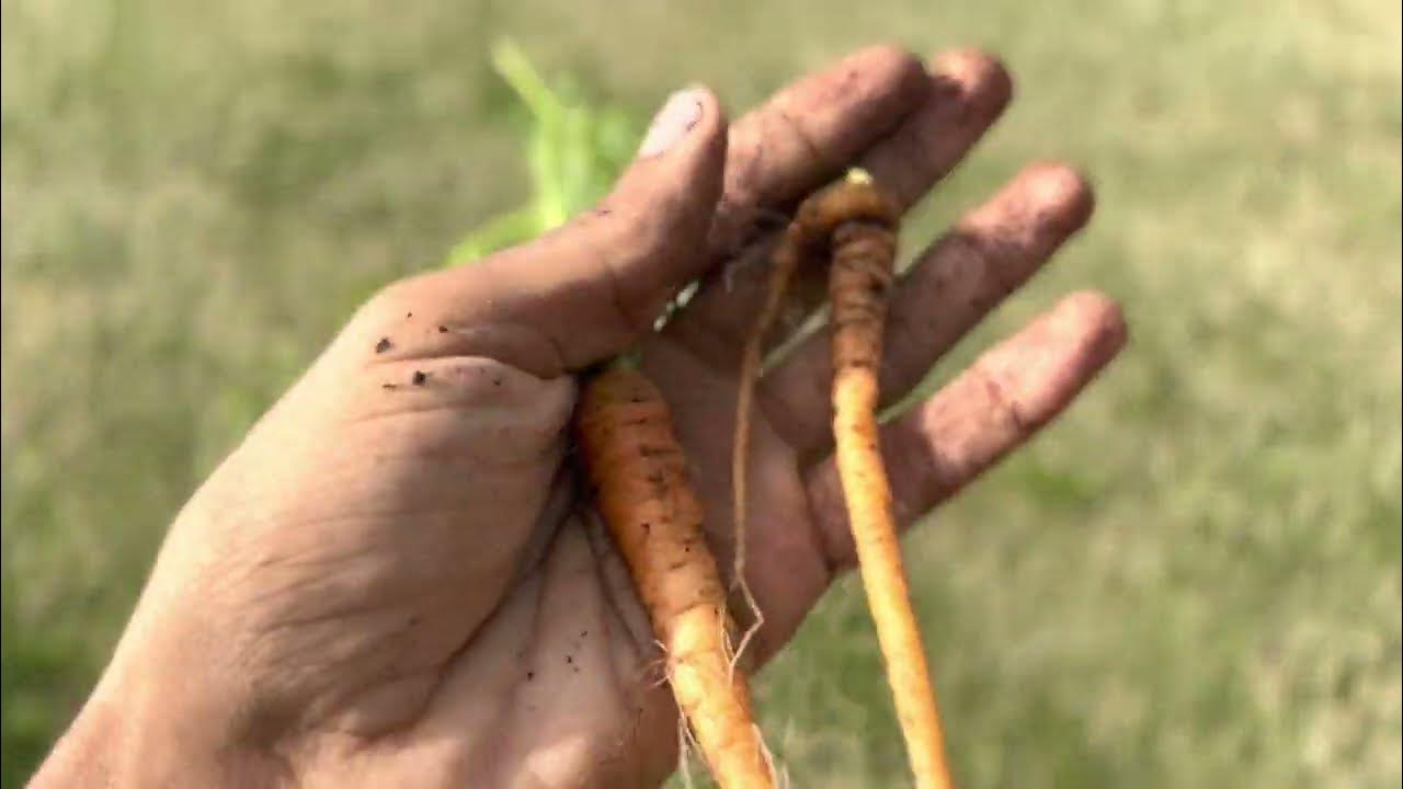 Manpukuji Carrot Harvest, Thinning Super Long Baby Carrots! Rare