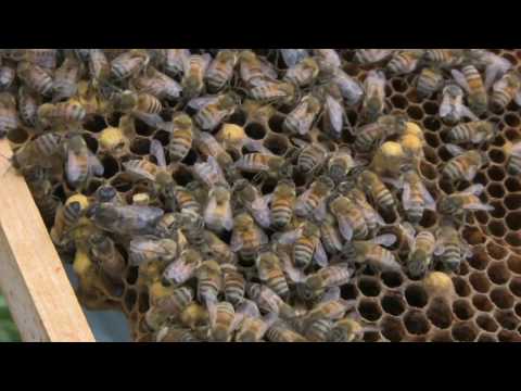 Video: Kuidas Teha Ja Paigaldada Mesilaspüünis