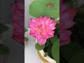 Grow mini lotus in small pot at home #shorts