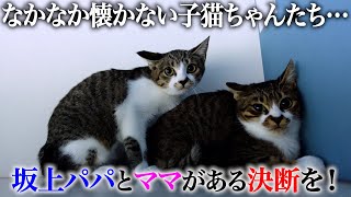 捕獲した子猫ちゃんたちについてママさんと真剣に相談しました。先に引っ越ししたクロ＆シロちゃんの近況報告も！