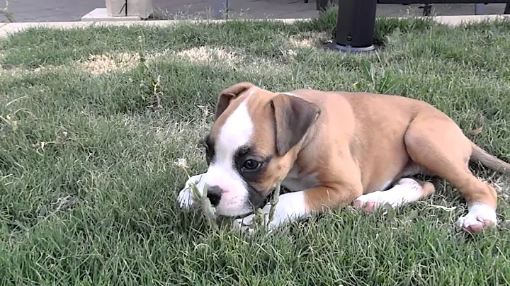 Boxer puppy exploring garden