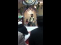 Naat and Nasheed by Munshid Haikal Muflahi