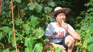 種植黃瓜有說法?二鍋家黃瓜水分十足,多到摘不完,個個都漂亮! 【鐵鍋視頻】 種植黃瓜有說法?二鍋家黃瓜水分十足,多到摘不完,個個都漂亮! 【鐵鍋視頻】