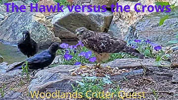 Hawk versus the Crows