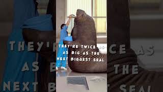 Neil the Seal is Going to be BIG / Elephant Seal Facts #shorts