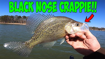 SprIng Pre Spawn Crappie Fishing Black Nose Crappie (EPIC)