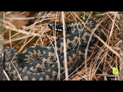Video: Hvordan Man Fortæller En Slange Fra En Hugorm