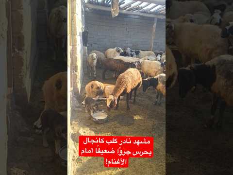 مشهد نادر كلب كانجال يحرس جرو ا ضعيف ا أمام الأغنام اكسبلور قصص واقعية قصة كلب 