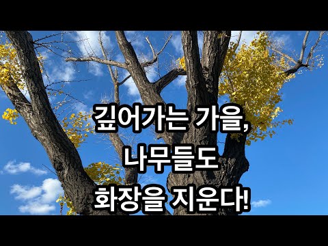 <strong>만추</strong>(晩秋)의 나목(裸木), 나무가 화장을 지울 때!