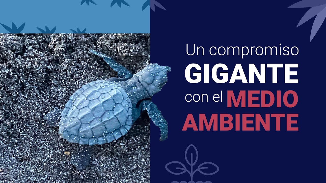 ¿Cómo ayudar a salvar a las tortugas marinas en México?