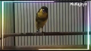 kenari f2ys gacor panjang