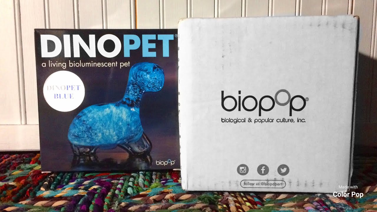 petco hours DINOPET Setting Up and Unboxing