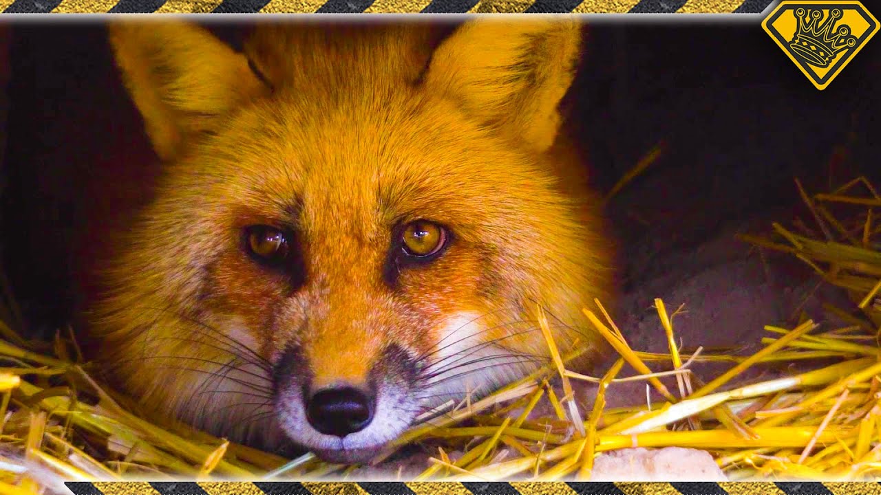 what a fox actually says
