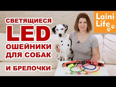 Светящиеся ошейники и брелоки для собак. Большой обзор HAUL