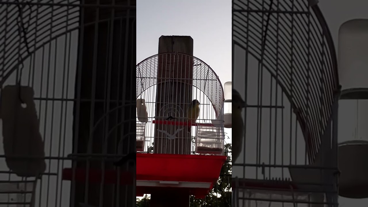 serin péi 442 tremblé 🙌🏾