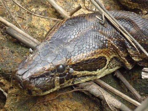 camera iphone 8 plus apk African Rock Python