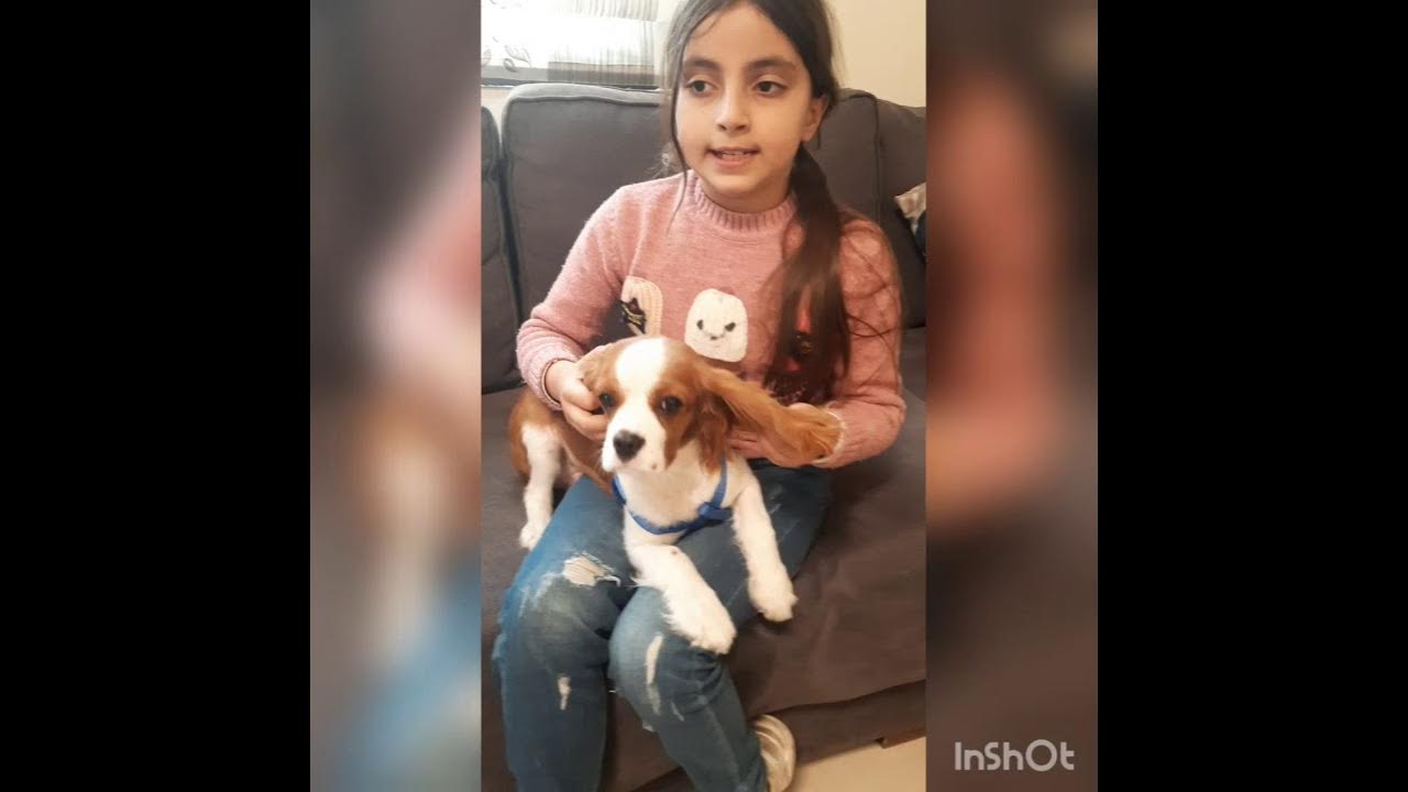 how to easily potty train your puppy in less than a week king charles