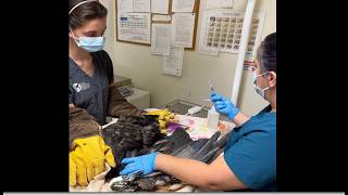 Play video: Ojai Raptor ~ BALD EAGLE JACKIE REMAINS CRITICALLY ILL & HER CONDITION IS CURRENTLY UNSTABLE! 8.9.26